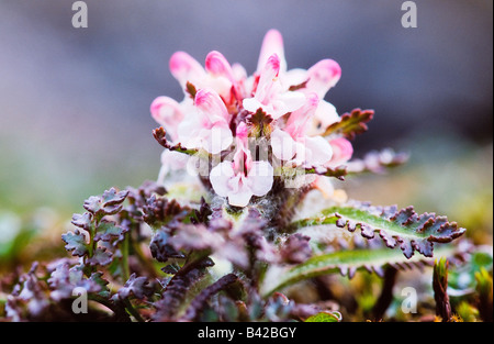 Hairy lousewort Pedicularis dasyantha crescente sulla tundra Foto Stock