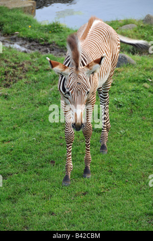 Grévy's zebra puledro Foto Stock