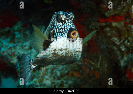 Un ritratto di un adulto Smooth Trunkfish libero-da nuoto in acqua sulla barriera corallina. Foto Stock