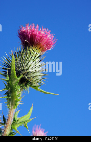 Fiore di cardo contro il cielo blu close up Foto Stock