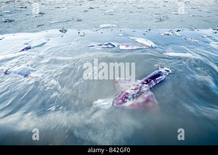 A FILAMENTO morto Jumbo calamari calamaro di Humboldt sulla spiaggia Dosidicus Gigas Foto Stock