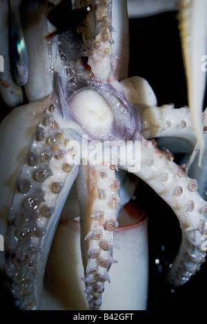Becco e tentacoli di Calamari Jumbo calamaro di Humboldt Dosidicus Gigas Loreto Mare di Cortez Baja California Oriente Pacifico Messico Foto Stock