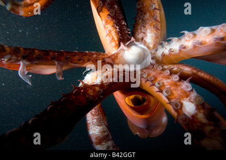 Becco e tentacoli di Calamari Jumbo calamaro di Humboldt Dosidicus Gigas Loreto Mare di Cortez Baja California Oriente Pacifico Messico Foto Stock