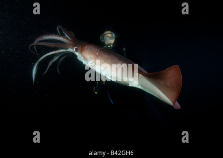 Scuba Diver con Jumbo calamari calamaro di Humboldt di notte Dosidicus Gigas Loreto Mare di Cortez Baja California Oriente Pacifico Messico Foto Stock