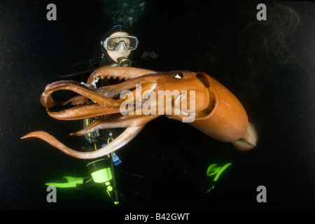 Scuba Diver con Jumbo calamari calamaro di Humboldt di notte Dosidicus Gigas Loreto Mare di Cortez Baja California Oriente Pacifico Messico Foto Stock