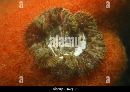 Anemone marittimo Cereus pedunculus Pirano Mare Adriatico Slovenia Foto Stock