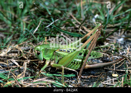 Zoologia / animali, insetti, cavallette, verruca snapper, (Decticus verrucivorus), seduta in erba, distribuzione: Europa occidentale al Nort Foto Stock