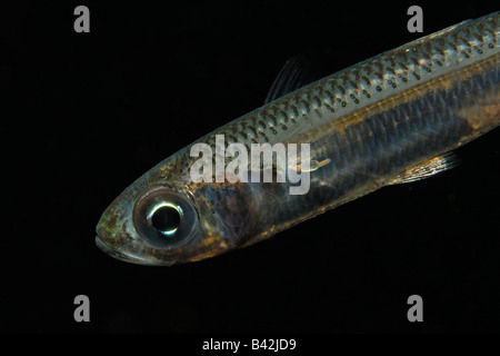 Sabbia meridionale puzzava Atherina hepsetus Susac isola mare adriatico Croazia Foto Stock