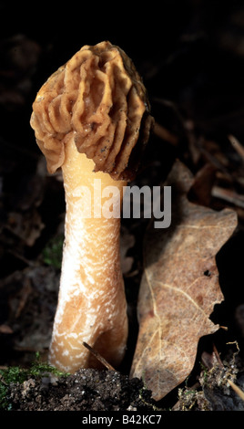 La botanica, funghi, morilles, (Morchella), commestibili, morel (Morchella esculenta), su woodground, close-up, fungo, rotunda vulgaris, Foto Stock