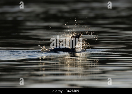 Pochard Aythya ferina acqua di scuotimento off dopo avente un inizio di mattina di lavaggio. Foto Stock