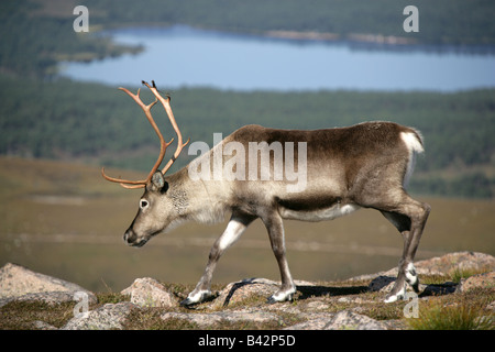 La zona di Cairngorm, Scozia. Il Roaming renne in Cairngorm mountain range, con la regina della foresta e Loch Morlich. Foto Stock