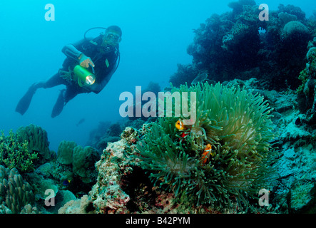 Subacqueo e Maldive Anemonefishes Amphiprion nigripes Oceano Indiano Maldive Foto Stock