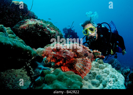 Subacqueo e Scorpianfish Scorpaenopsis oxycephala Oceano Indiano Maldive Foto Stock