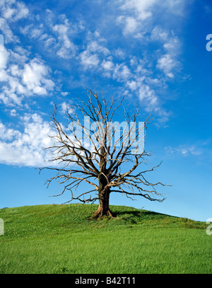 Hugh morti vecchio albero sulla sommità di un prato großer toter Baum auf einer Wiese Bavaria Bayern Foto Stock