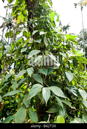 Lussureggiante pepe verde scalatore pianta con grappoli di peperone verde frutti crescente con il supporto di un albero di cannella nel giardino delle spezie. Foto Stock