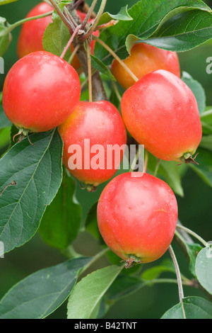 Il Granchio di mele Malus 'John Downie' Foto Stock