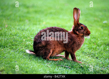 Zoologia / animali, mammifero / di mammifero, lepri, Europeo, lepre (Lepus europaeus), seduta sul prato, distribuzione: Europa, Medio Foto Stock