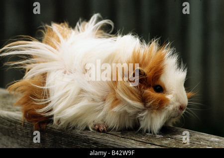 Zoologia / animali, mammifero / di mammifero, cavies, domestici cavia, (cavia aperea porcellus), con i capelli lunghi, distribuzione: Sud un Foto Stock