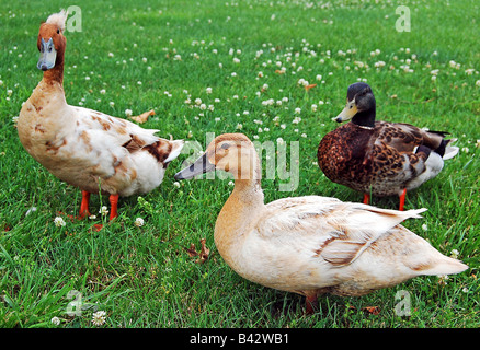 Tre Piccole anatre. Foto Stock