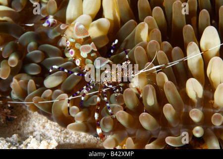 Un ritratto di close-up di Spotted Cleaner gamberetti in anemone marittimo Foto Stock