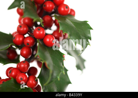 Ilex aquifolium agrifoglio comune Foto Stock