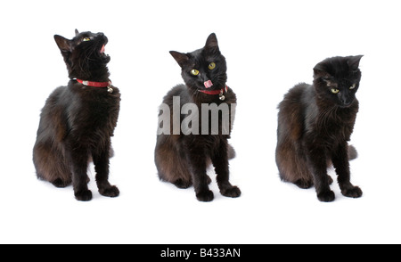 Tre viste di un gatto nero con capelli lunghi isolati su bianco Foto Stock