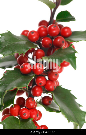 Ilex aquifolium agrifoglio comune Foto Stock