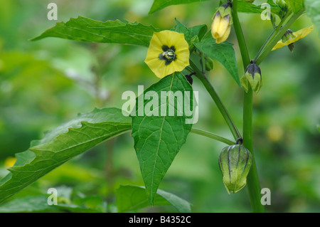 Tomatillo, lolla di pomodoro (Physalis ixocarpa, Physalis philadelphica), fioritura Foto Stock