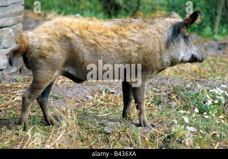 Zoologia / animali, mammifero / di mammifero, suini, Mangalitsa Suino Suino marrone, distribuzione: Ungheria, suino domestico, Sus scrofa forma fare Foto Stock