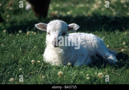 Zoologia / animali, mammifero / di mammifero, pecore, (Ovis), Skudde, agnello bianco giacente sul prato, close-up, distribuzione: l'Europa orientale Foto Stock
