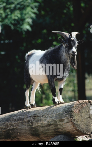 Zoologia / animali, mammifero / di mammifero, capre, pigmeo di capra, in piedi sul tronco di albero, animale, capria, Caprinae, Bovidae, bovid, mini Foto Stock