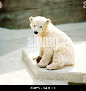 Zoologia / animali, mammifero / di mammifero, orsi, orso polare, (Ursus maritimus), giovane orso polare seduto, distribuzione: le zone artiche, Additional-Rights-Clearance-Info-Not-Available Foto Stock