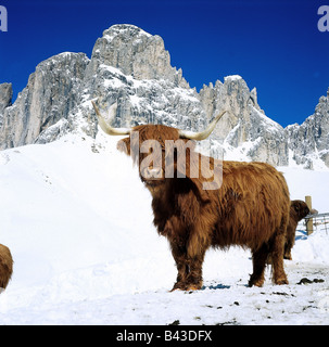 Zoologia / animali, mammifero / di mammifero, bestiame (Bos), gli animali domestici della specie bovina (Bos primigenius forma taurus), Highland bovini, nella neve, Dolomiti, Alto Adige, Italia, distribuzione: Europa, Nord America, Additional-Rights-Clearance-Info-Not-Available Foto Stock