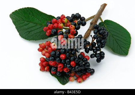 Wayfaring Tree, Hoarwithy pasto Twistwood Tree (Viburnum lantana) bacche studio immagine Foto Stock