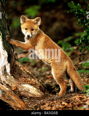 Zoologia / animali, mammifero / di mammifero, volpi, rosso volpe (Vulpes vulpes), piccolo fox, distribuzione: Europa, Asia, Australia, Additional-Rights-Clearance-Info-Not-Available Foto Stock