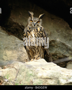 Zoologia / animali, uccelli / bird, Eurasian Eagle-Owl, (Bubo bubo), in piedi sulla roccia, distribuzione: Europa, Nord Africa nel deserto del Sahara, Asia Additional-Rights-Clearance-Info-Not-Available Foto Stock