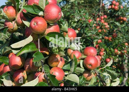 Mele inglesi. KIDDS mela arancione, Lathcoats Apple Farm Galleywood Essex UK HOMER SYKES Foto Stock