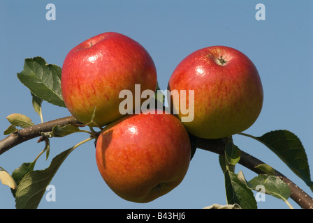 Mele inglesi mele Meridian Lathcoat Apple Farm Galleywood Essex anni '2008 2000 UK HOMER SYKES Foto Stock