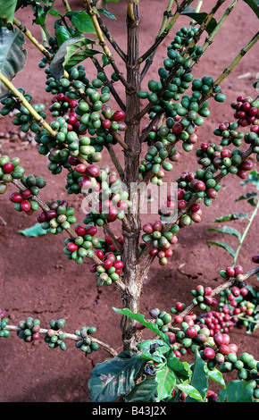 La botanica, arbusto di caffè (Coffea), arabo, caffè (Coffea arabica), frutta, al ramo, Additional-Rights-Clearance-Info-Not-Available Foto Stock