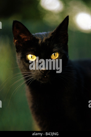 Zoologia / animali, mammifero / di mammifero, gatti, (Felidae), gatti domestici, nero gatto domestico, ritratto, Additional-Rights-Clearance-Info-Not-Available Foto Stock