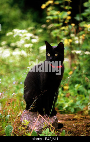 Zoologia / animali, mammifero / di mammifero, gatti, (Felidae), gatti domestici, nero gatto domestico seduto sulla pietra, Additional-Rights-Clearance-Info-Not-Available Foto Stock
