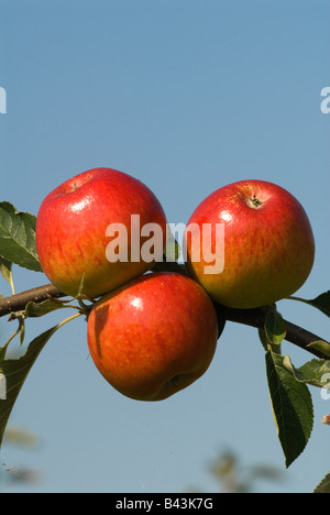 Mele inglesi mele Meridian Lathcoat Apple Farm Galleywood Essex anni '2008 2000 UK HOMER SYKES Foto Stock