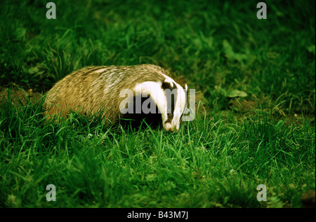 Zoologia / animali, mammifero / di mammifero, Martens, badger, Eurasian Badger, (Meles meles), sul prato, Lueneburger Heide, distribuzione: l'Europa in Asia centrale, Additional-Rights-Clearance-Info-Not-Available Foto Stock