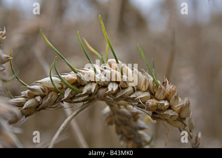 Chicchi germinati in spighe di grano nel campo, vendemmia tardiva. Foto Stock