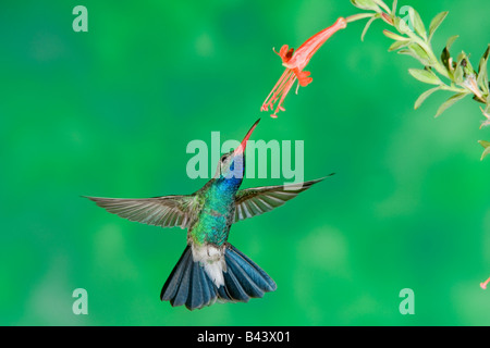 Ampia fatturati Hummingbird Cynanthus latirostris Amado Arizona Stati Uniti 20 agosto maschio adulto Trochilidae Foto Stock