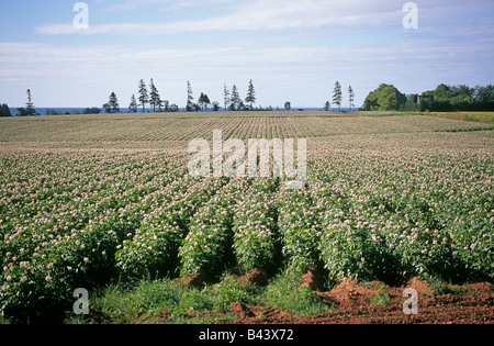 Un enorme campo di patate in fiore con una piccola fattoria sulla costa PEI Foto Stock