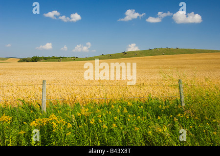 Un campo di grano maturo con le mucche al pascolo su una collina nei pressi di Holland Manitoba Canada Foto Stock