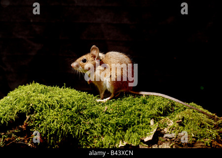 Wood mouse Apodemus sylvaticus Midlands Foto Stock