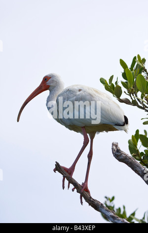 Bianco (Ibis Eudocimus albus) appollaiato sul ramo di albero, Florida, Stati Uniti d'America Foto Stock