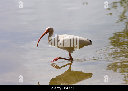 Bianco (Ibis Eudocimus albus) guadare in Everglades, Florida, Stati Uniti d'America Foto Stock